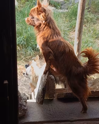 Chihuahua femmina adulta pelo lungo