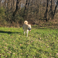 Cuccioli _ Cani da Guardiania