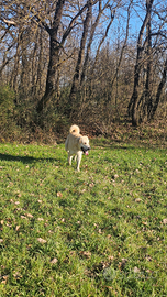 Cuccioli _ Cani da Guardiania