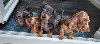 Cuccioli bassotti merle maschi e femmine