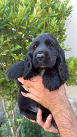 Cuccioli di cocker spaniel