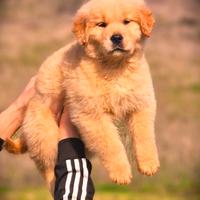 Cuccioli di Golden Retriever Americani - HDA ED0