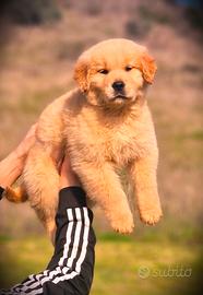 Cuccioli di Golden Retriever Americani - HDA ED0