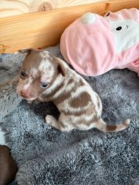 Chihuahua cucciolo