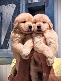 Cuccioli di Golden Retriever - Americano