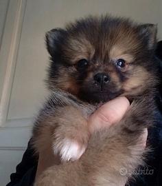 Ultimo cucciolo spitz di pomerania