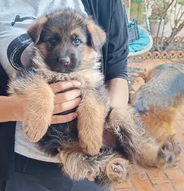 Cuccioli pastore tedesco