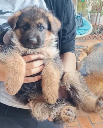 Cuccioli pastore tedesco