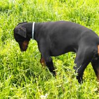 Dobermann per monta