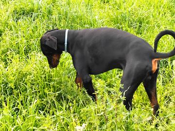 Dobermann per monta