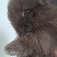 Mini color cioccolato occhi grigi