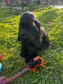 Cucciolo cocker spaniel inglese maschio