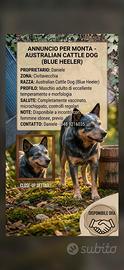 Cattle dog maschio per monta