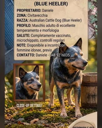 Cattle dog maschio per monta