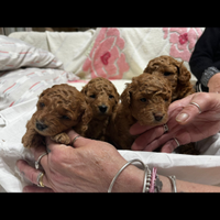 Barboncini disponibili 2 maschietti