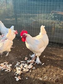 Galline Marans Bianco