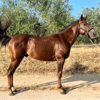Puledro QH