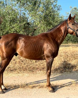 Puledro QH