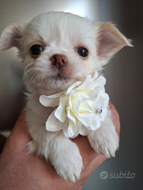 Chihuahua tg toy pedigree enci