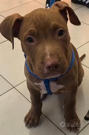Pit bull Red nose