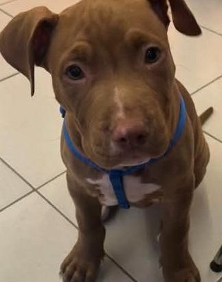 Pit bull Red nose
