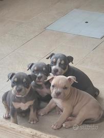 Cuccioli di american bully pocket