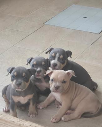 Cuccioli di american bully pocket