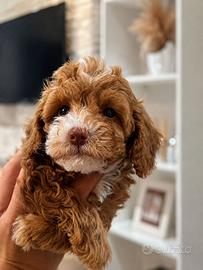 Cucciolo di Maltipoo (particolor)
