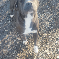 Gray e Blacky 2 amstaffini