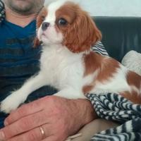 Cavalier king con pedigree enci