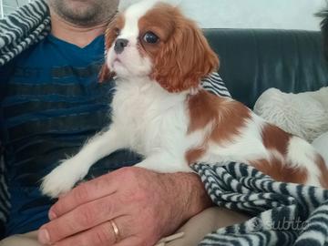 Cavalier king con pedigree enci