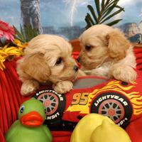 Maltipoo Disponibili Taglia Piccola