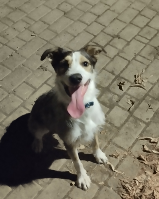 Cane taglia media