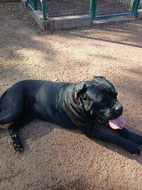 Cuccioli di cane corso