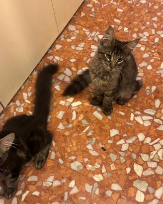 Maine coon maschi