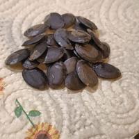 Semi di luffa da piantare