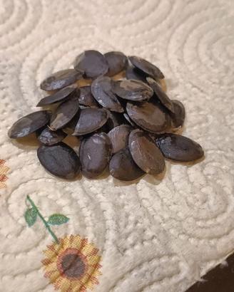 Semi di luffa da piantare