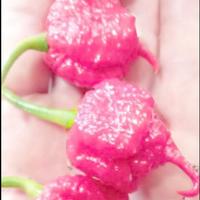 Carolina Reaper Red,White-Bismark Semi Peperoncini