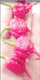 Carolina Reaper Red,White-Bismark Semi Peperoncini