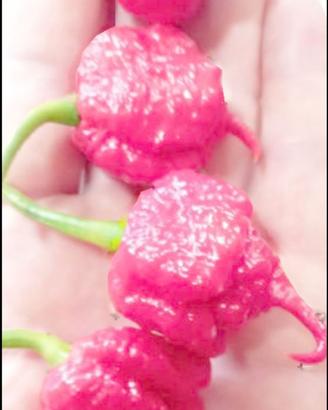Carolina Reaper Red,White-Bismark Semi Peperoncini