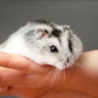 Criceti siberiani winter white/grey