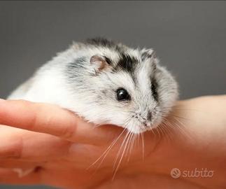Criceti siberiani winter white/grey