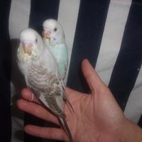 Cocorita femmina allevata a mano 45gg