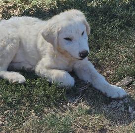 Samuel, cucciolone tipo Pastore Abruzzese