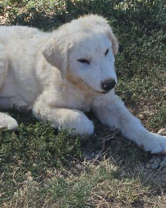 Samuel, cucciolone tipo Pastore Abruzzese
