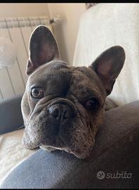 Cane Bulldog Francese