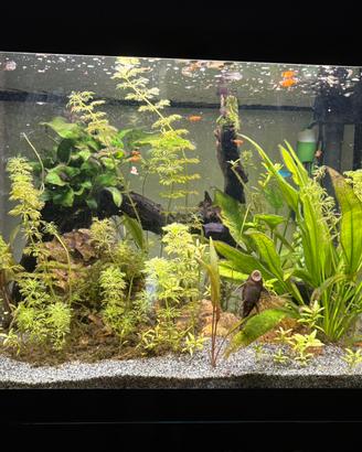 Acquario askoll pure led