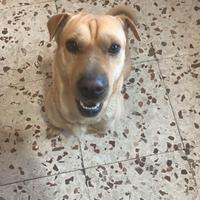 Incrocio sharpey meticcio di 2 anni