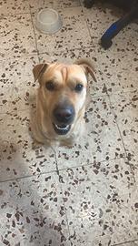 Incrocio sharpey meticcio di 2 anni