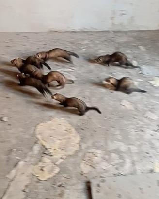 Furetto